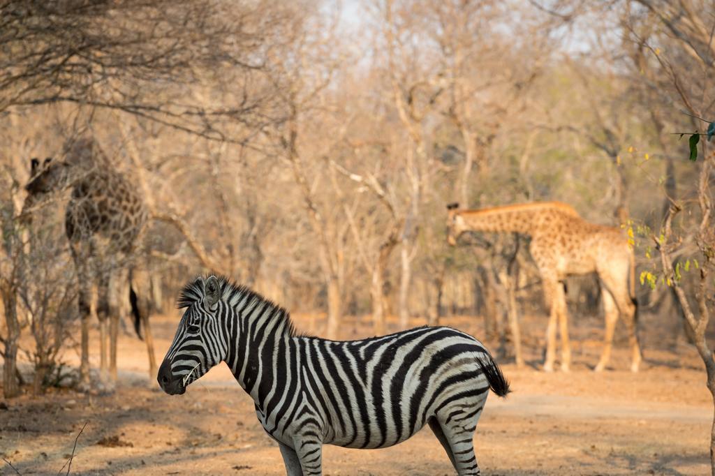 Klaserie River Safari Lodge Hoedspruit Exteriör bild